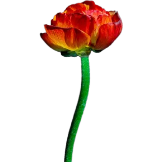 🌺