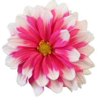 🌸