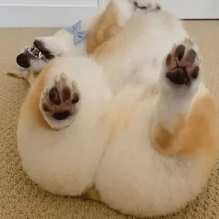 🍑