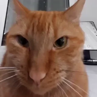 😶