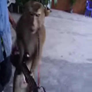🎸