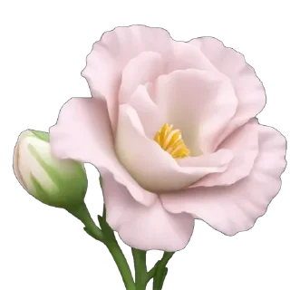 🌸
