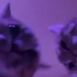 🐱
