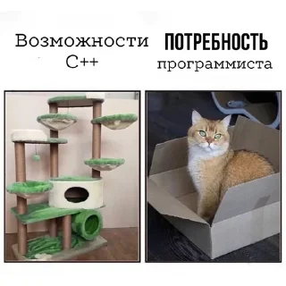 🐱