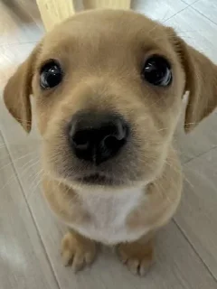 🥺