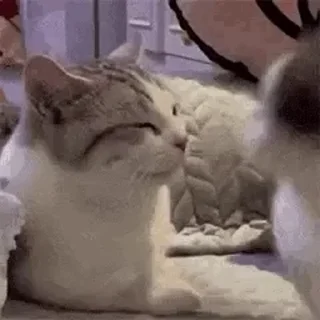 🐱