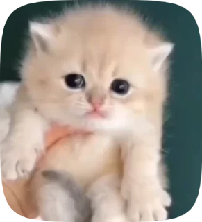 🥺