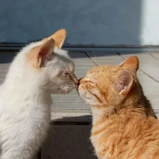 💗