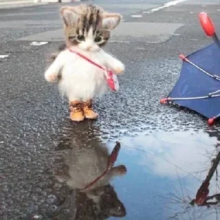 🥺