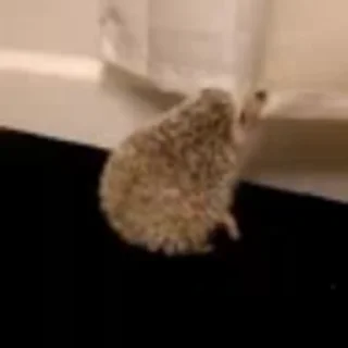 🦔