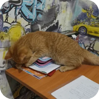 🐱