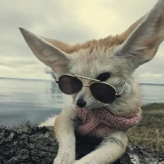 😎