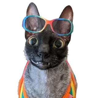 👓