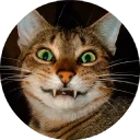 🐱