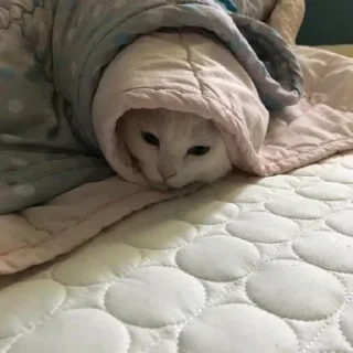 😺