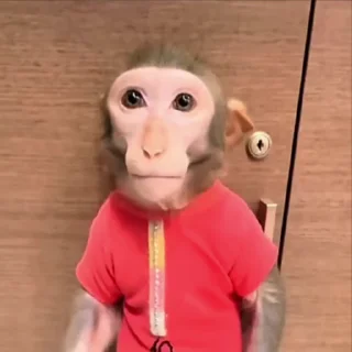 🌟