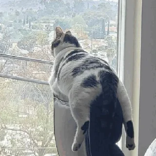 🔭