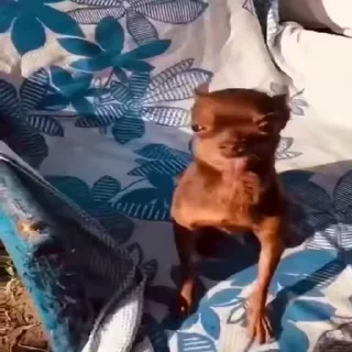🥺