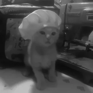 🐈‍⬛️