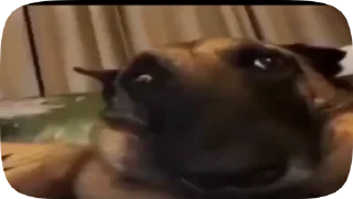 🐶