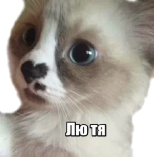 😹