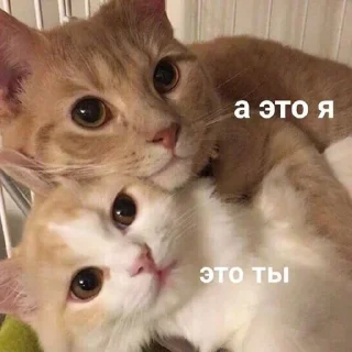 😺