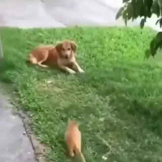 🐩