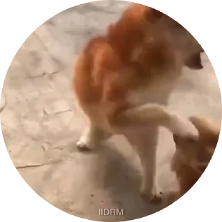 🥷