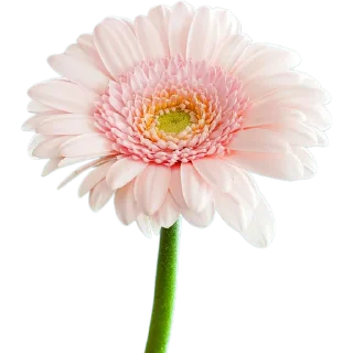 🌸