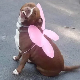 🧚‍♀️