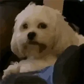 🐶