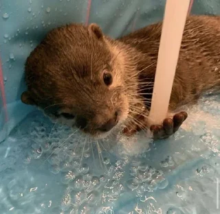 🥺