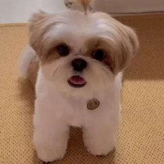 🤩