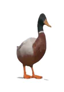 🦆
