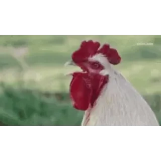 🐔