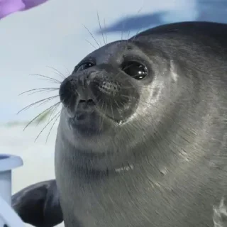 🤩