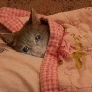 🥺