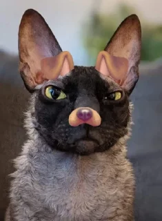 🤩