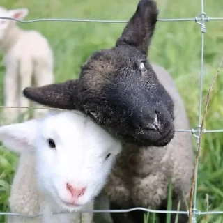 🥰