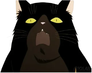 🙀