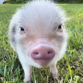 🐽