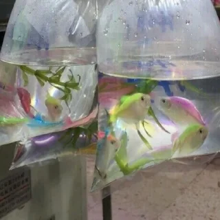🐟