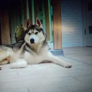 🌟