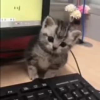 🐈‍⬛