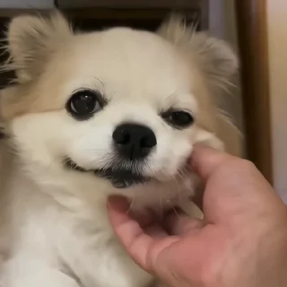 🐶