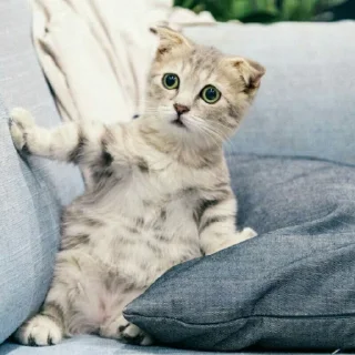 🐈