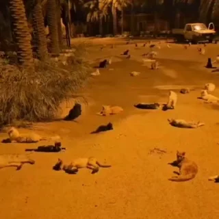 🏖