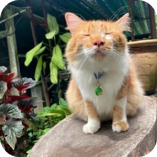🐱