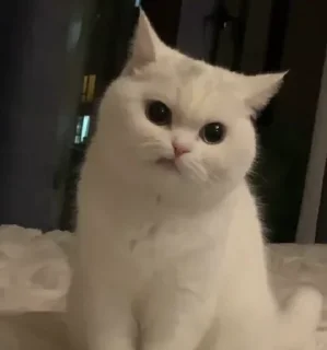 🐈