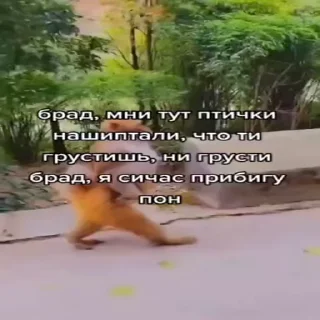 🐵
